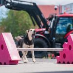 A tan and black huntaway by a pink obstacle with a horizontal pole in the dog trial event at the Hunterville Huntaway Festival, with a red tractor and its front loader visible behind.