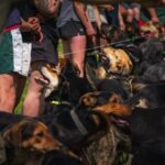 A row of huntaway dogs on leads sit and stand at their handlers' feet in a lineup, tags clipped to their collars ready for the 'bark up' at the Hunterville Huntaway Festival