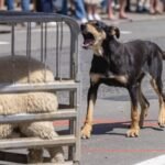A black and tan huntaway dog, barks at penned sheep through a metal gate during the sheep trial event at the Hunterville Huntaway Festival, with a pink obstacle and crowd of spectators in the background
