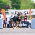 A huntaway dog runs between two grey block markers in the main street, in the dog trial event at the Hunterville Huntaway Festival, with a 