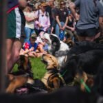 Shepherds' dogs on chains sit by their Shepherd ready for the 'bark up' event at the Hunterville Huntaway Festival, with a large crowd and blossoming cherry trees in the background