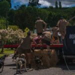 Shepherd competitors dressed in ragged burlap sacks, climb onto a flatbed truck loaded with a hay bales, with their dogs waiting patiently in the Shepherd's Shemozzle race.