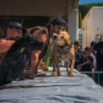 Two shepherds' shemozzle race competitors climb over an obstacle with their black and tan huntaway dogs shaking water, as onlookers watch from the main street of Hunterville.